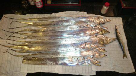 貝塚太刀魚狩り