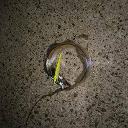 貝塚太刀魚狩り