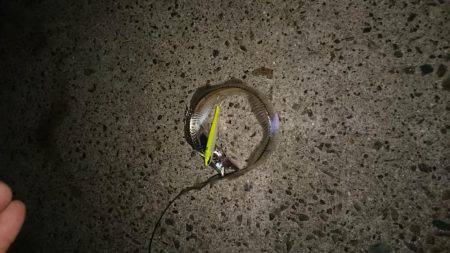 貝塚太刀魚狩り