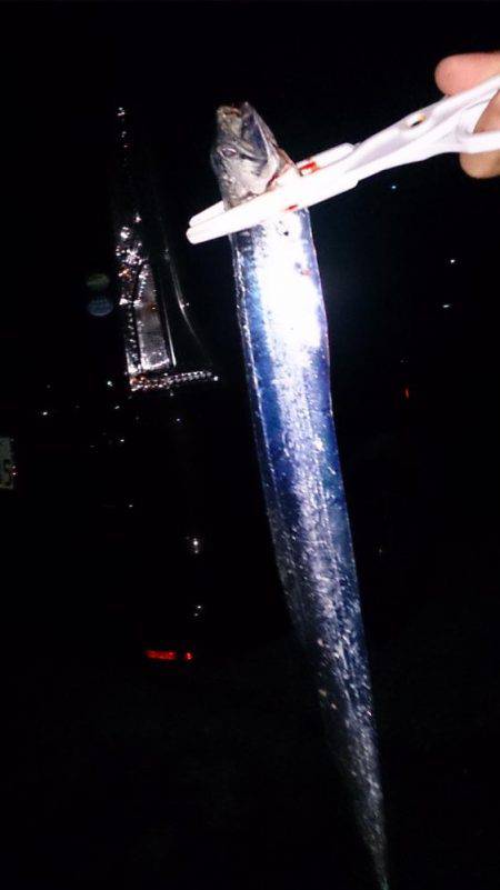 タチウオ のち サヨリ