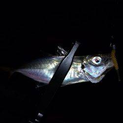 タチウオ時々アジング