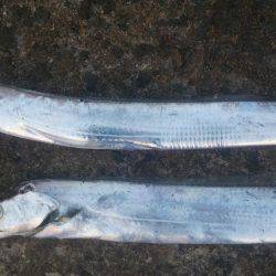 ドラゴンを求めて