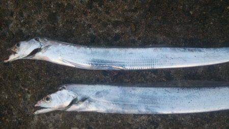 ドラゴンを求めて