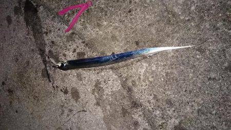 貝塚太刀魚狩り不調