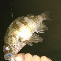 今季初メバリング