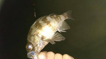 今季初メバリング