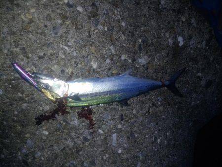 到着２投目サゴシちゃん！