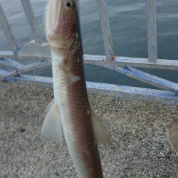 キャタリナのドラグを出したのは…。