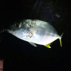 本命なんとかキャッチ!