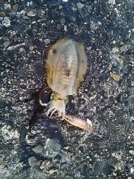 深日漁港でアオリイカ