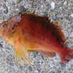 小浦一文字釣行！