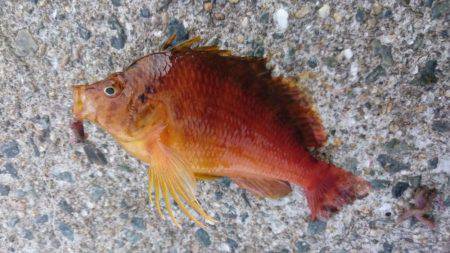 小浦一文字釣行！