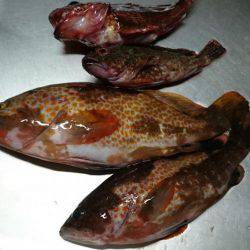 毛島初釣行！ヒラマサは出ず・・・