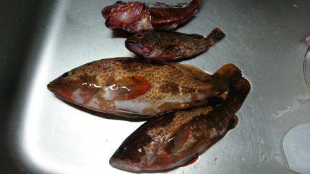 毛島初釣行！ヒラマサは出ず・・・