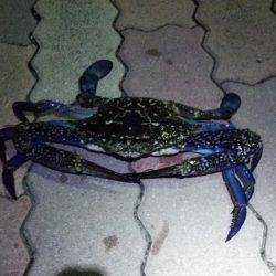 カニ釣れました！