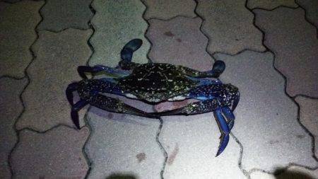 カニ釣れました！