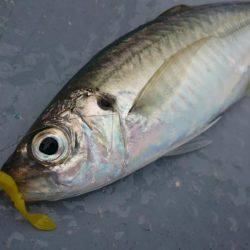 小浜で昼バチコンアジング!