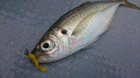 小浜で昼バチコンアジング!