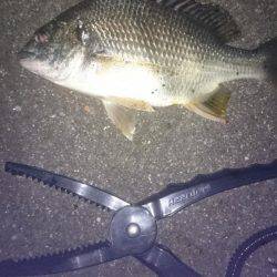 ワインドできずチニング