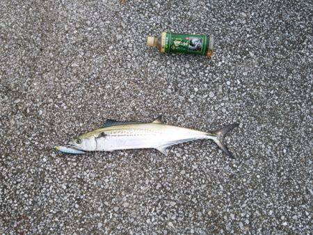 ショアジギ　サゴシゲット！！