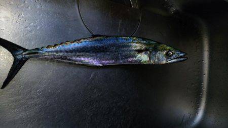 ブリ族は何処へ？