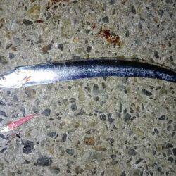 粘りに粘って、、。