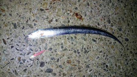 粘りに粘って、、。