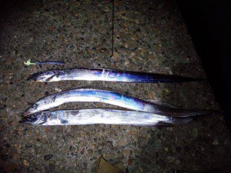 帰ってきた太刀魚！