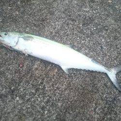 サゴシ激渋(>_<)