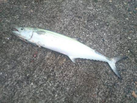 サゴシ激渋(>_<)