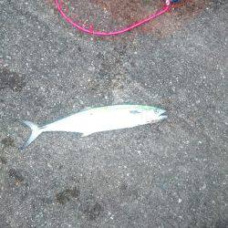 サゴシ激渋(>_<)