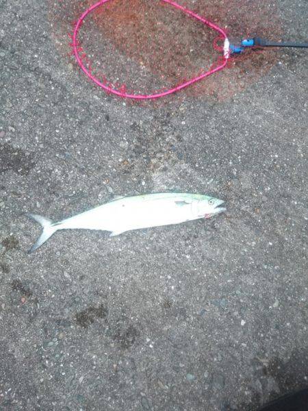 サゴシ激渋(>_<)