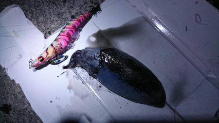 夜釣りでエギング