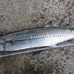 マヅメ青物狙いでサゴシ・・