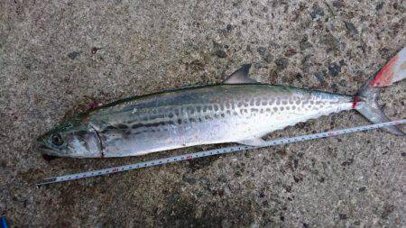 マヅメ青物狙いでサゴシ・・