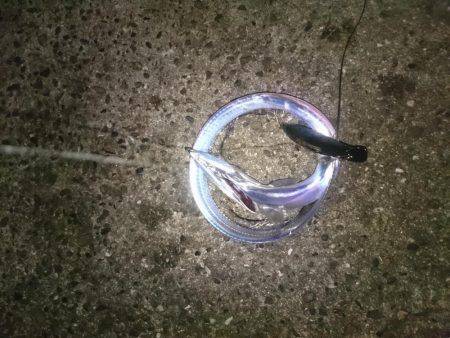 ポロポロと釣れる