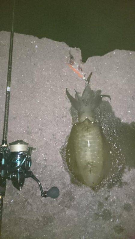 アオリイカ探して