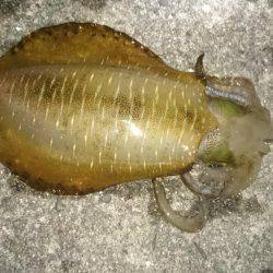 当たりが多い小さい為ヤエンが掛かりにくい！