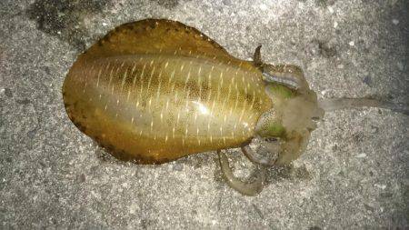 当たりが多い小さい為ヤエンが掛かりにくい！…