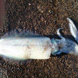 朝まずめ雨上がり狙いで行ってきました。