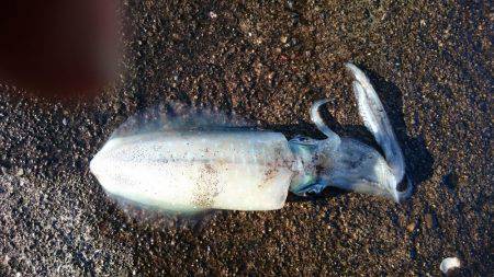 朝まずめ雨上がり狙いで行ってきました。