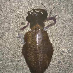 今週も先週の所へ覗いてきました。