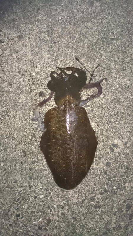 今週も先週の所へ覗いてきました。