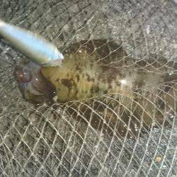 今週も秋のアオリイカ狙いに