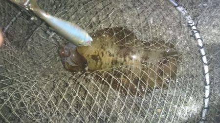 今週も秋のアオリイカ狙いに