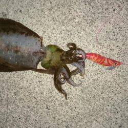 朝のエギング寒い防寒着必要