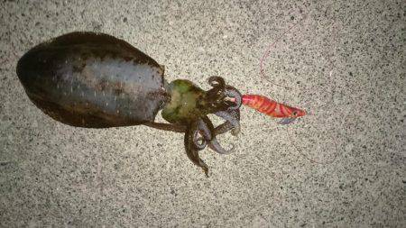 朝のエギング寒い防寒着必要