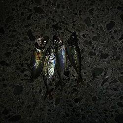 うれしいゲスト