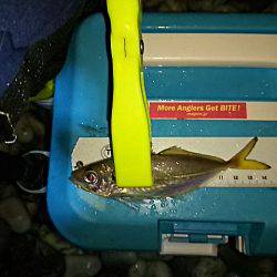 メバル、始まりました！