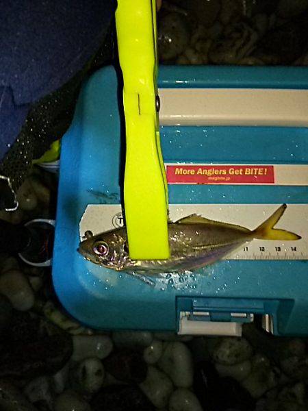 メバル、始まりました！